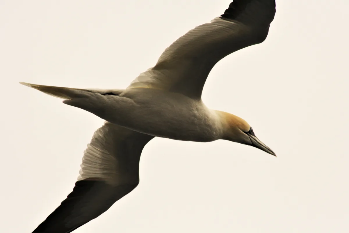 Neart na Gaoithe offshore wind farm — STRIX seabird monitoring project