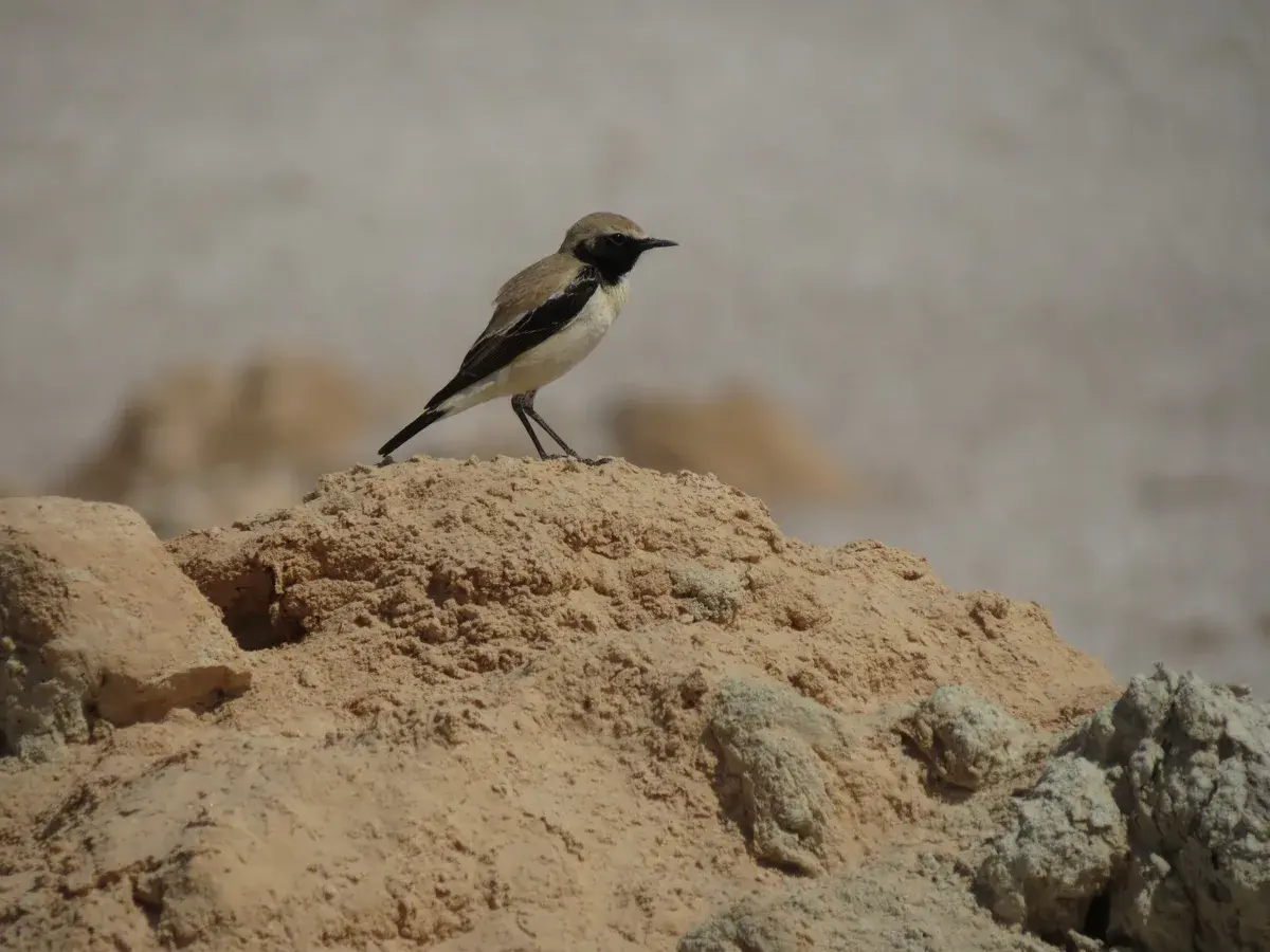 STEG bird monitoring programme — STRIX project in Tunisia