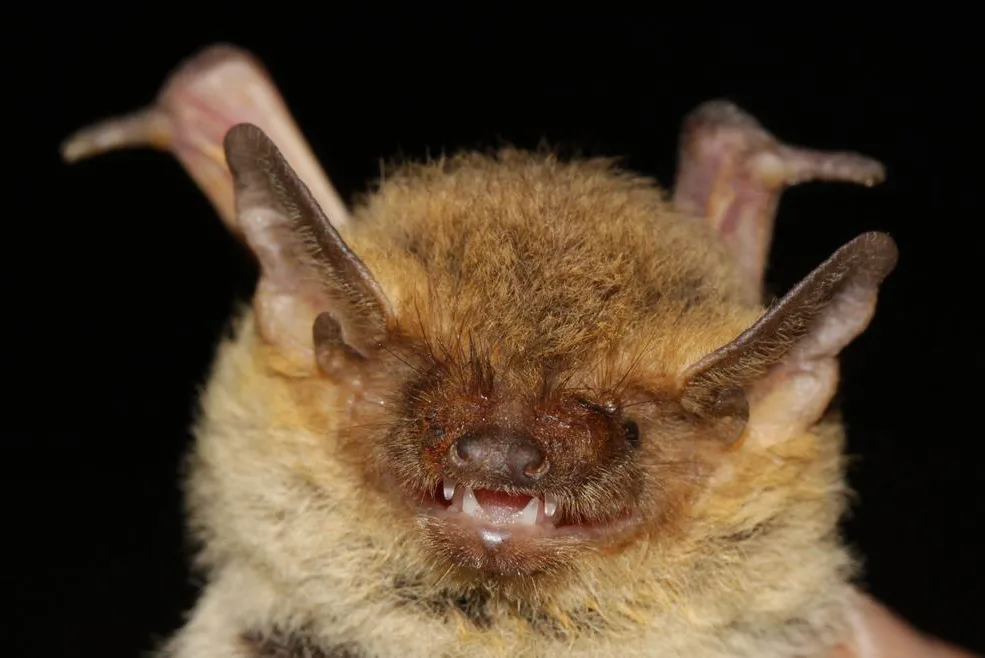 Birds and bats baseline study — STRIX wind farm fieldwork