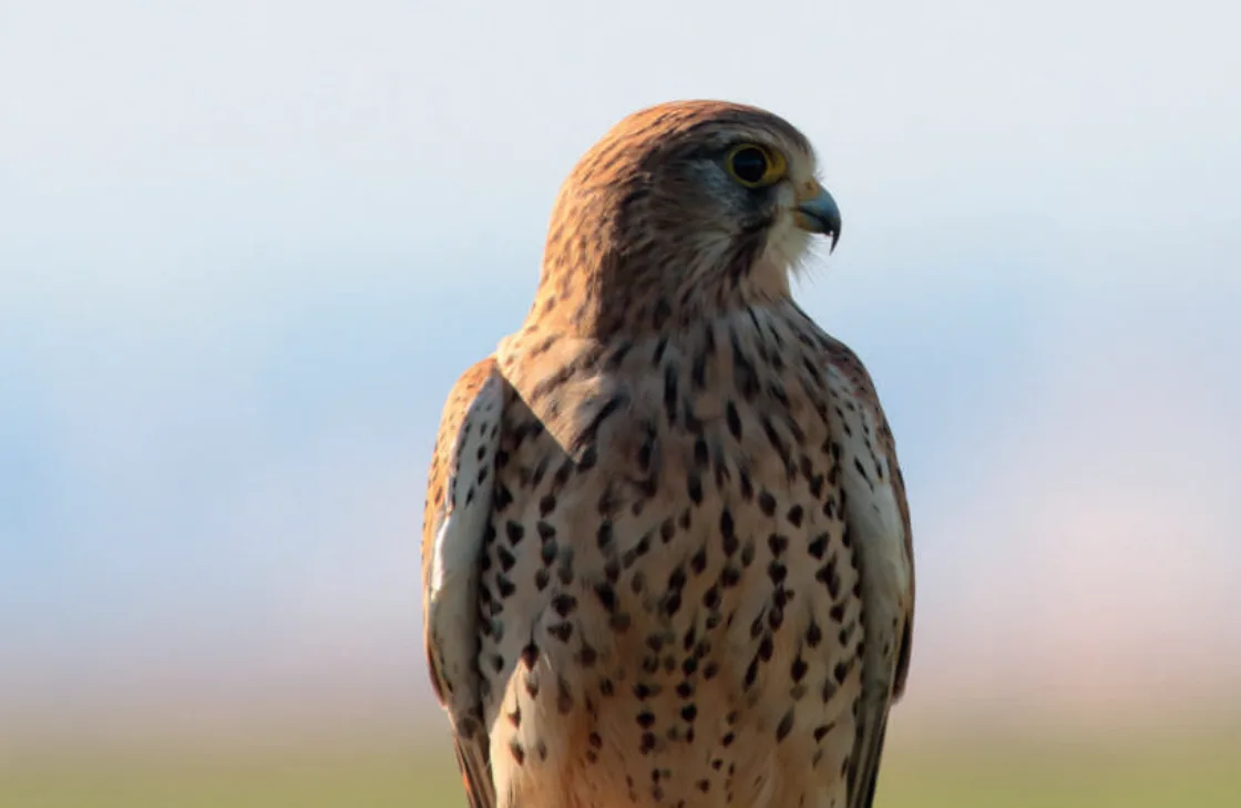 Global Avian Risk Assessment Protocol — STRIX research project