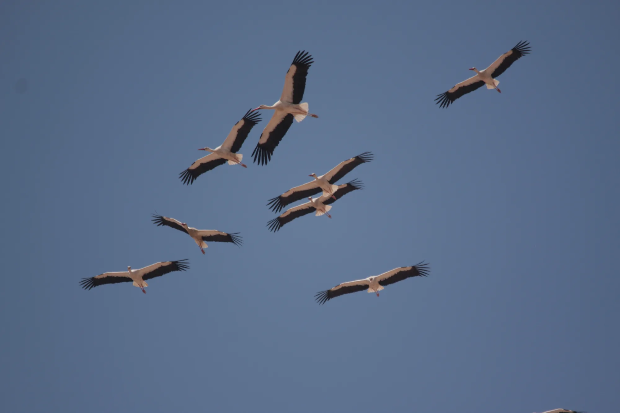 Migratory soaring birds at Gabal El Zayt — STRIX shutdown-on-demand project